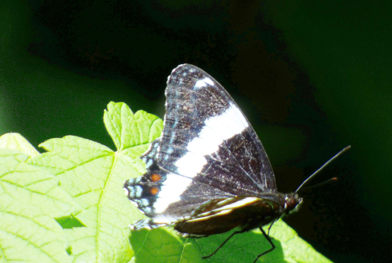 Papillon admiral